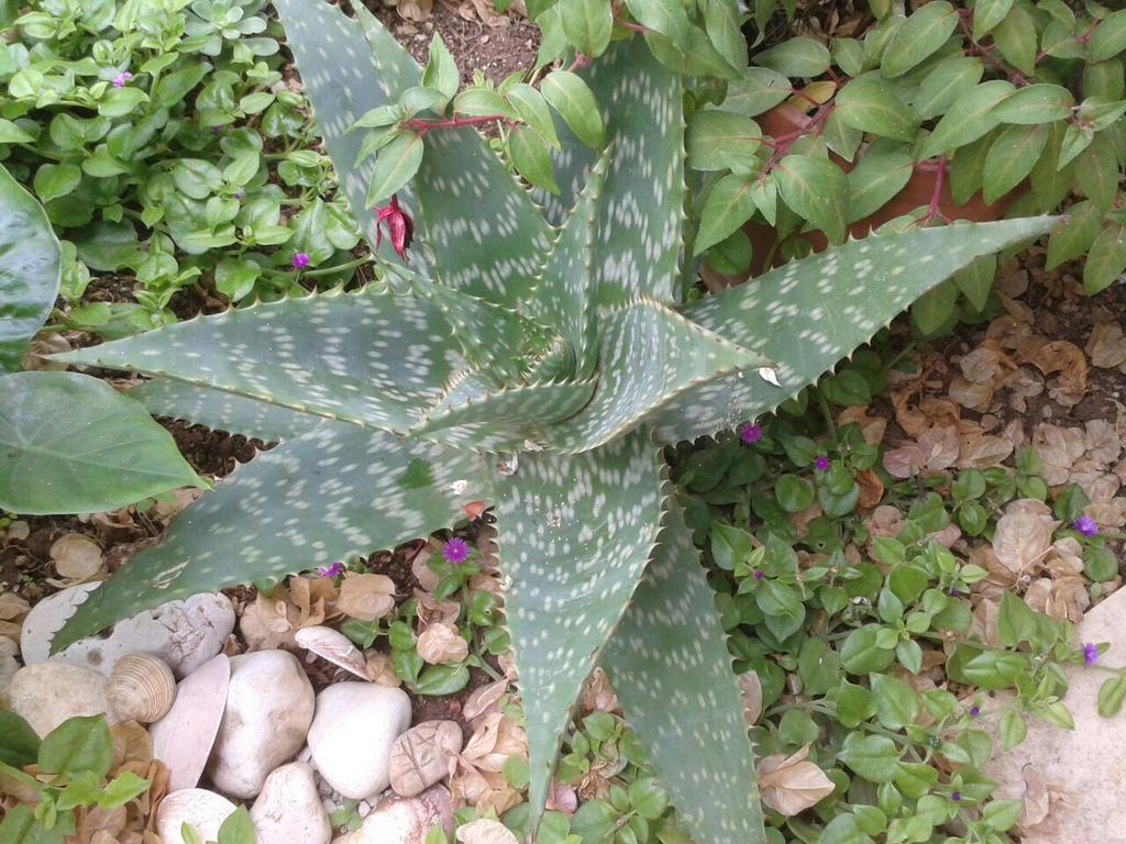 Apartment Cactus Donji Okrug  Exterior foto